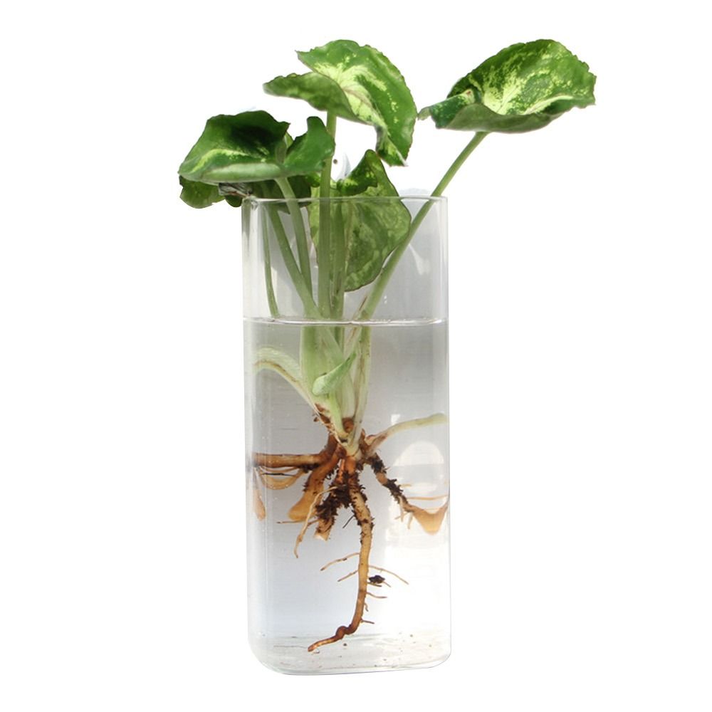 Cone Shape Wall Hanging Vase T - Aquarium Planted Wall review and price