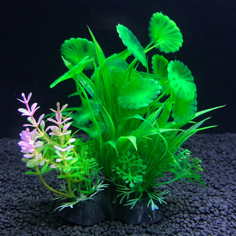 Aquarium decoration a variety  - Aquarium Plant Varieties review and price