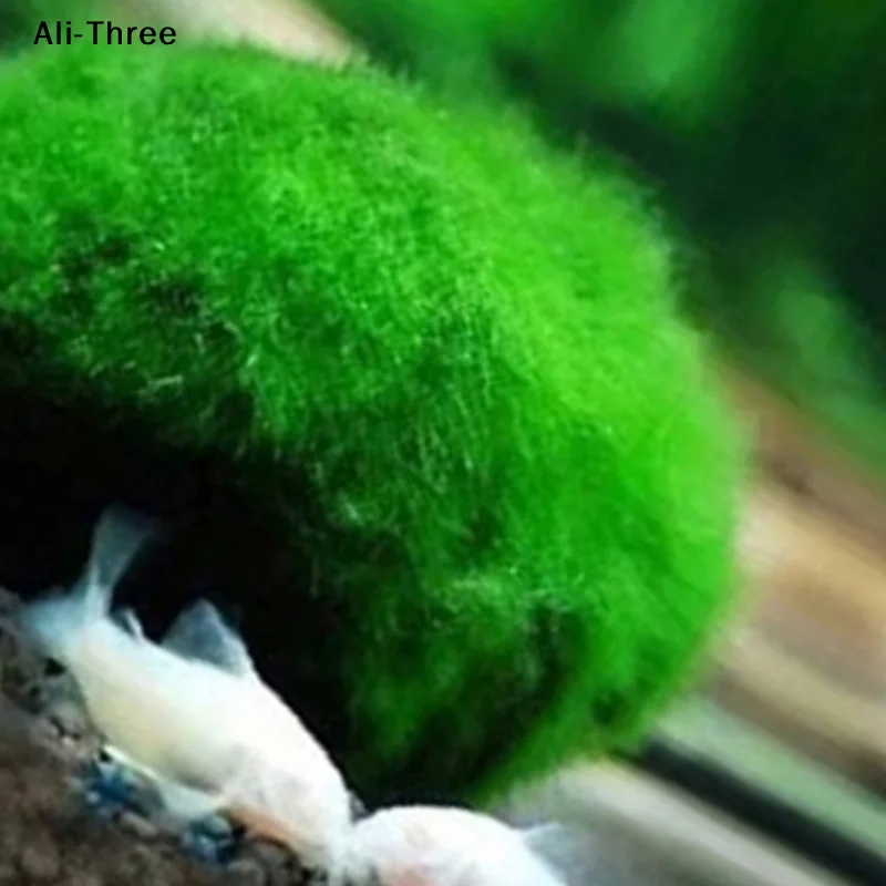 1Pcs 3-4cm Moss Balls Live Aqu - Aquarium Planted Tank Substrate review and price