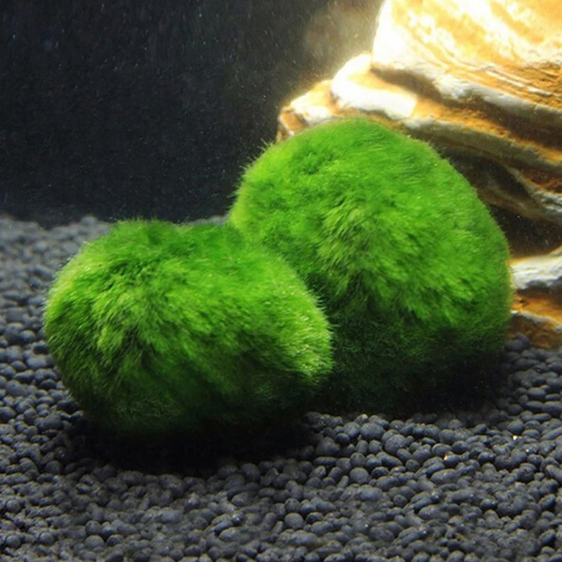 1Pcs 3-4cm Moss Balls Live Aqu - Aquarium Planted Tank Substrate review and price