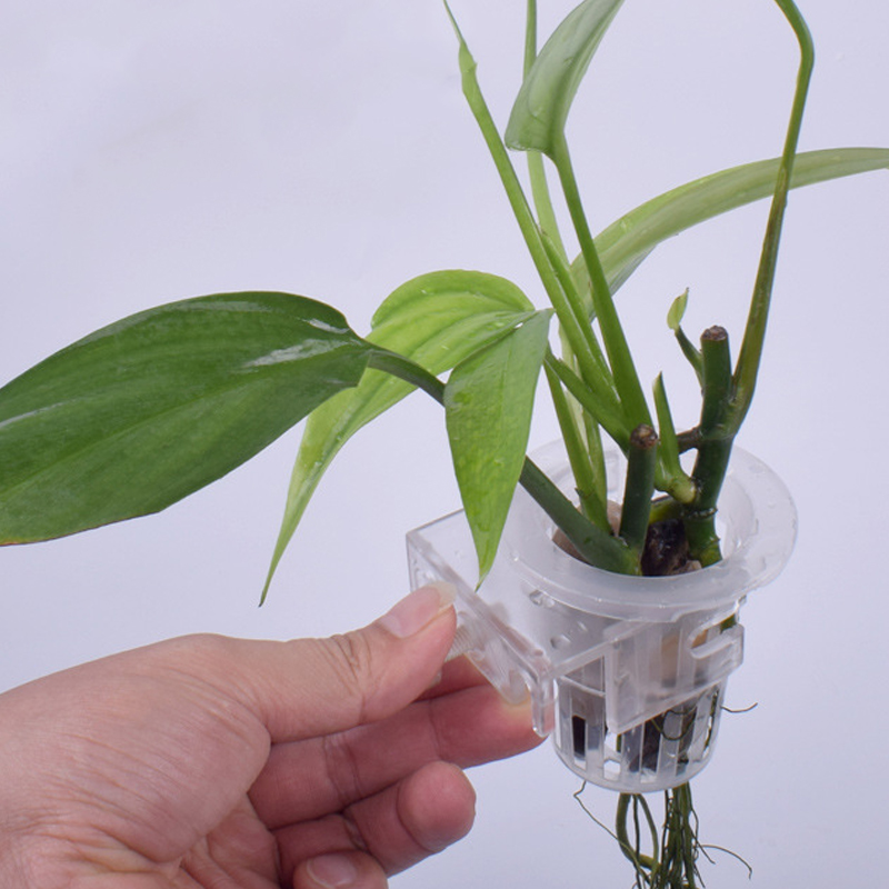 Wall Mounted Aquatic Plant Fix - Aquarium Planted Wall review and price
