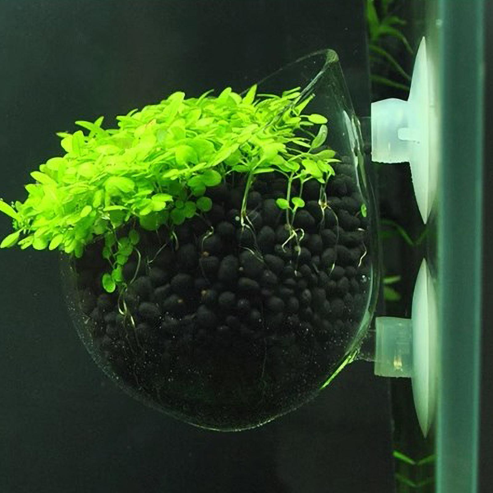 Aquarium Plant Holder Glass Aq - Planted Aquarium Media review and price