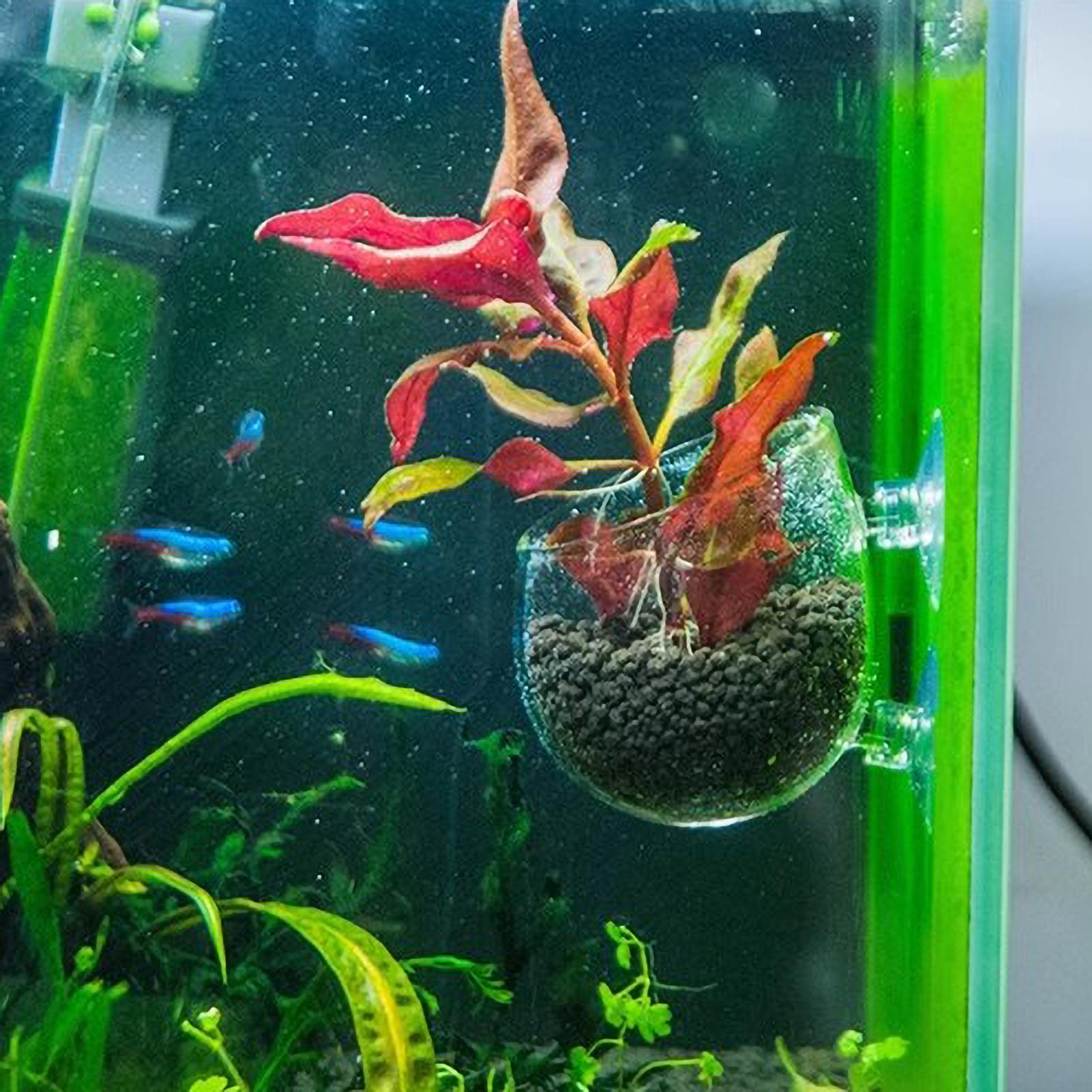 Aquarium Plant Holder Glass Aq - Planted Aquarium Media review and price