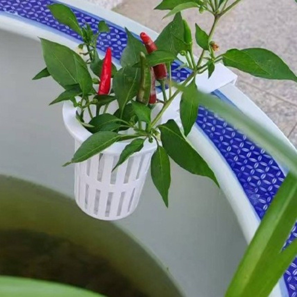 Wall-Mounted Aquarium Plant Ba - Aquarium Planted Wall review and price