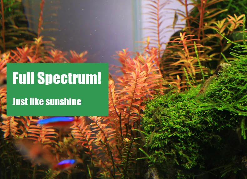 Chihiros C Series ADA Style Pl - Planted Aquarium Products review and price