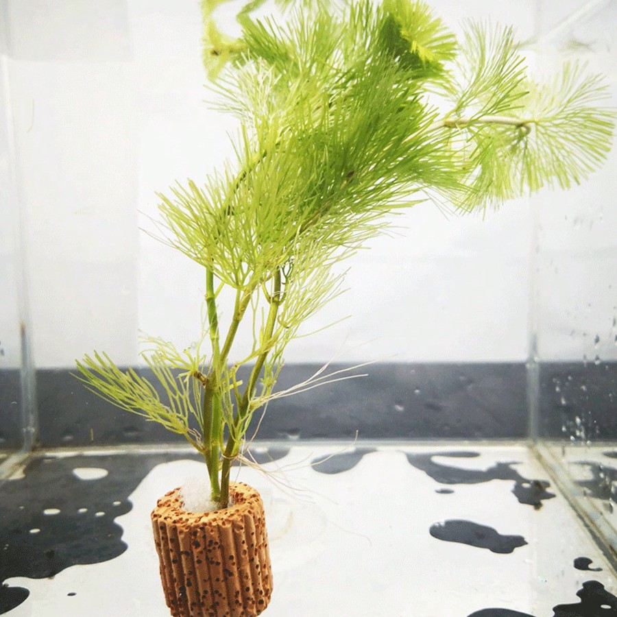 High   Quality Aquarium Plant  - Planted Aquarium Aquascape review and price