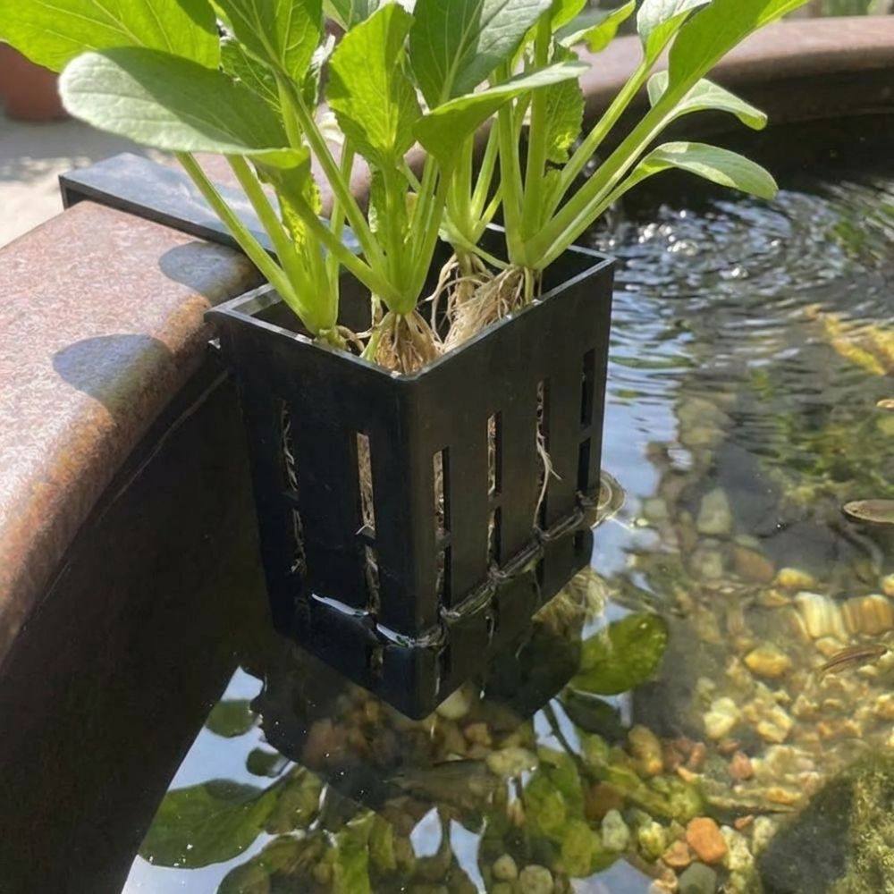 Wall-Mounted Aquarium Plant Ba - Aquarium Planted Wall review and price