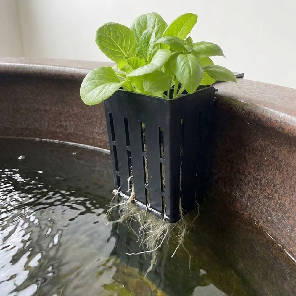Wall-Mounted Aquarium Plant Ba - Aquarium Planted Wall review and price