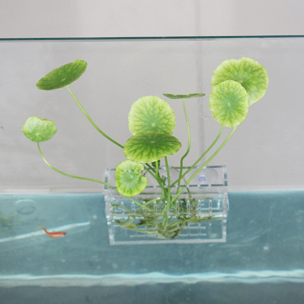 Aquatic Plants Holder Acrylic  - Aquarium Planted Wall review and price