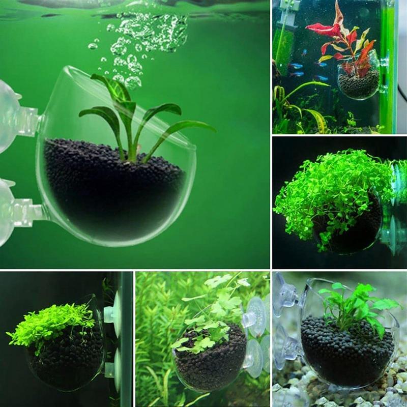 Acrylic Aquatic Plant Cups Aqu - Aquarium Plants review and price