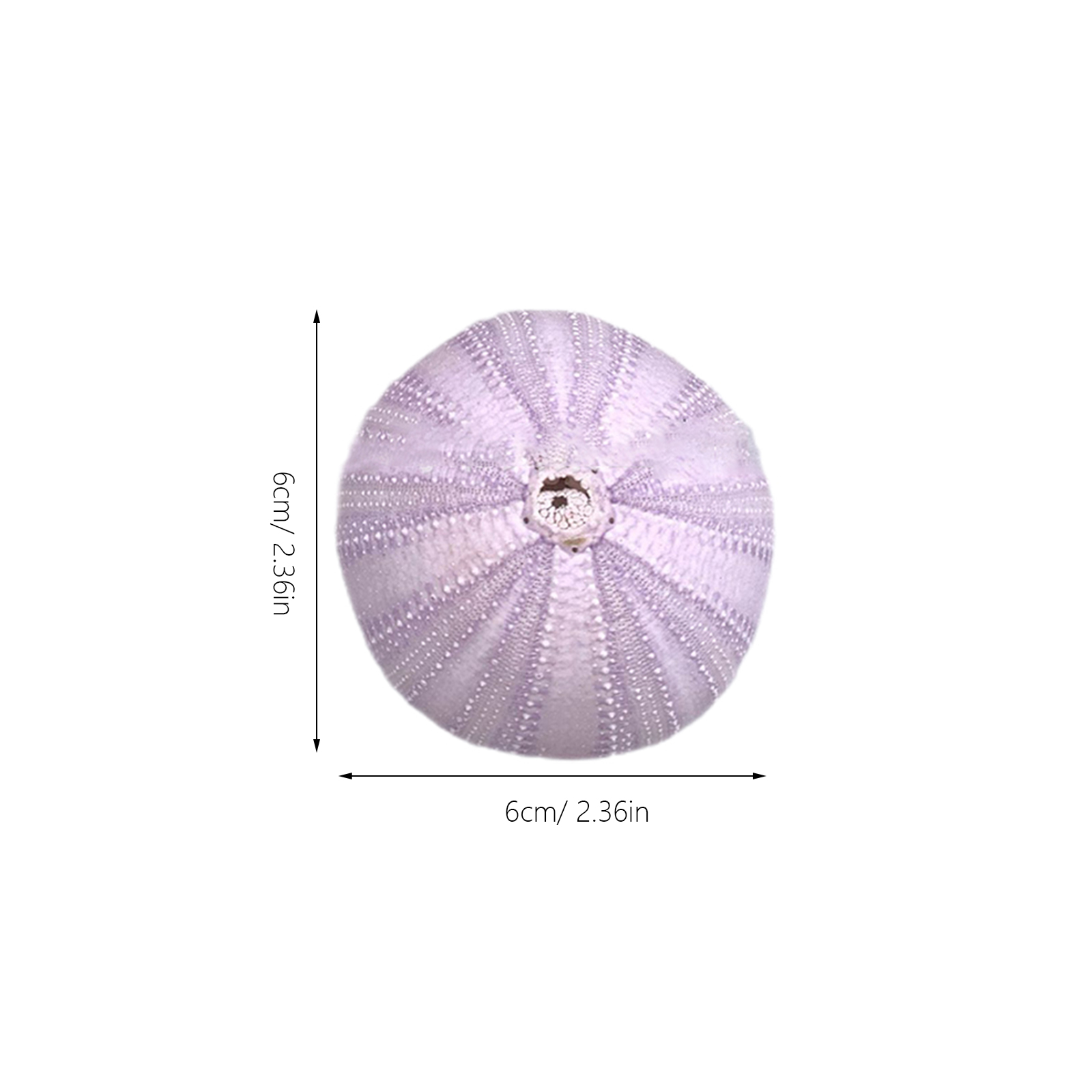 6Pcs Sea Urchin Shell Decor Na - Aquarium Plant Holder review and price
