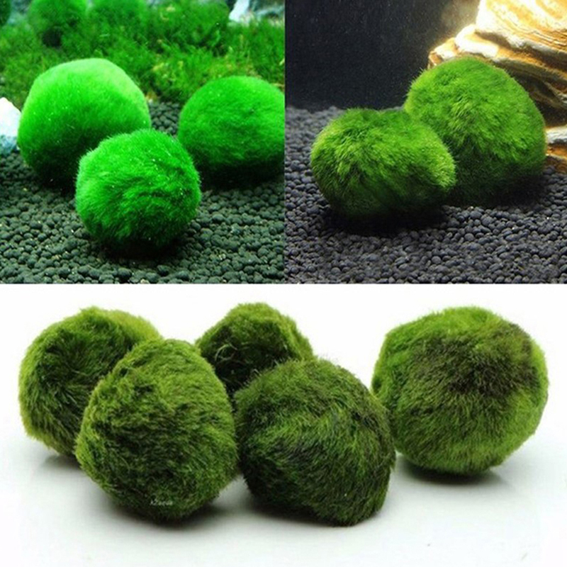Marimo Moss Balls Live Aquariu - Aquarium Planted Tank Substrate review and price