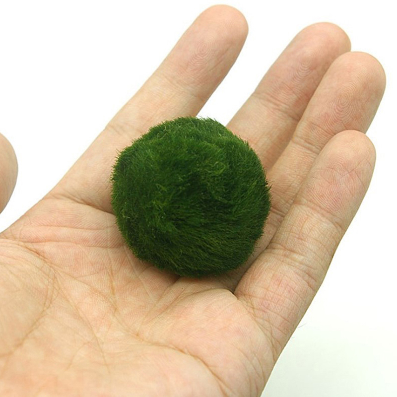 Marimo Moss Balls Live Aquariu - Aquarium Planted Tank Substrate review and price