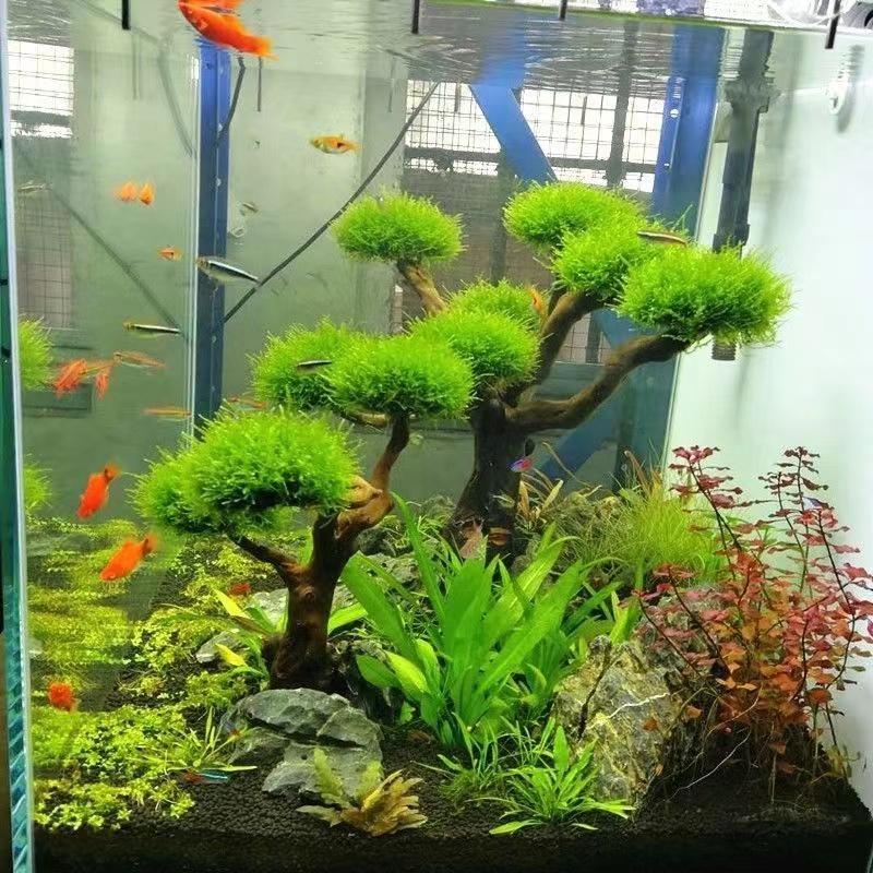 Fish tank greening wood frame  - Planted Aquarium Moss review and price