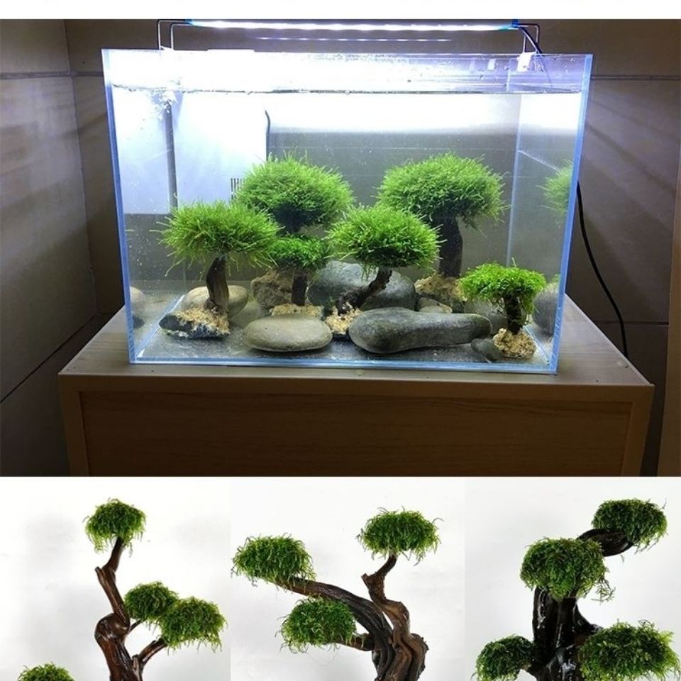 Fish tank greening wood frame  - Planted Aquarium Moss review and price
