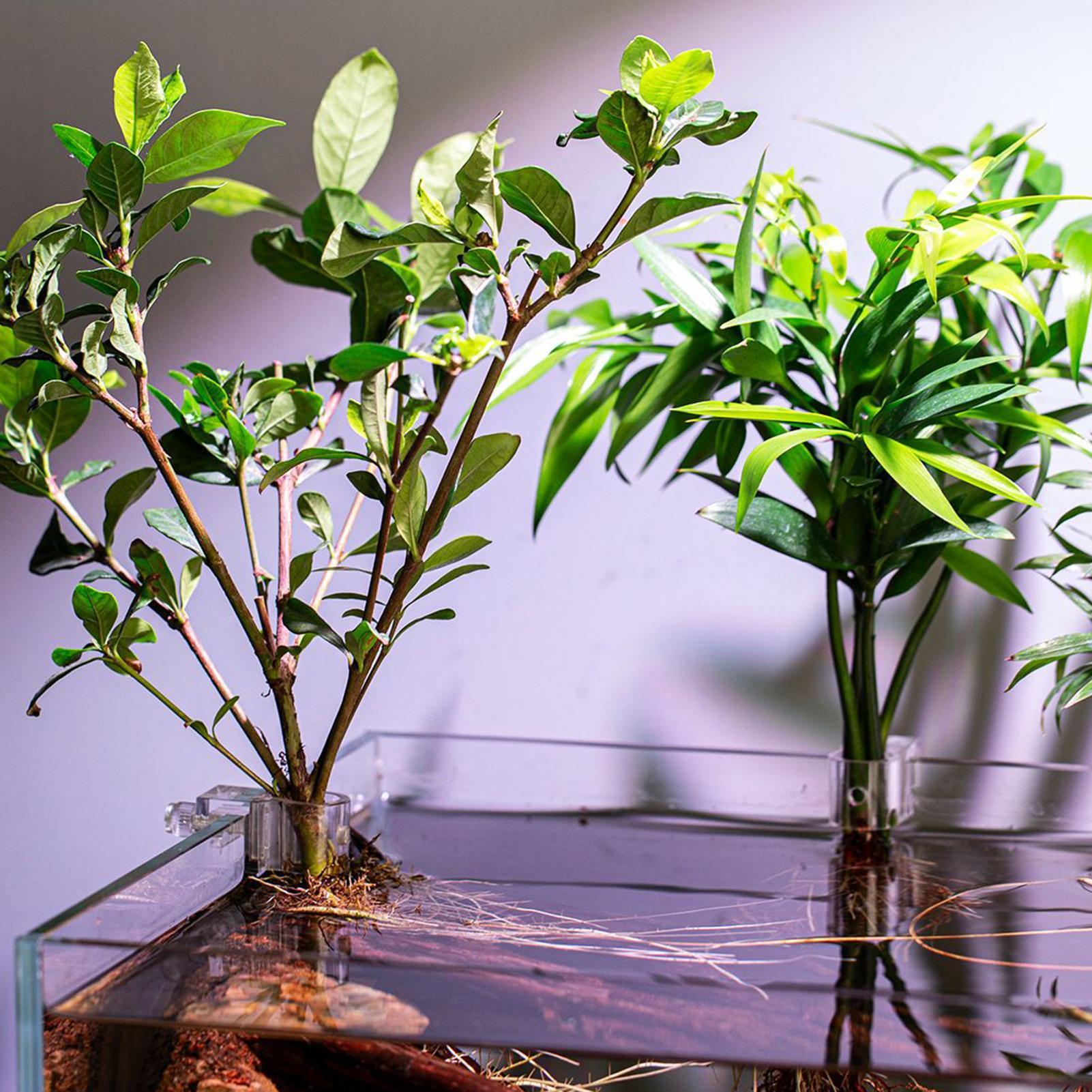 6pcs Aquarium Plant Holders Cl - Aquarium Plant Holder review and price