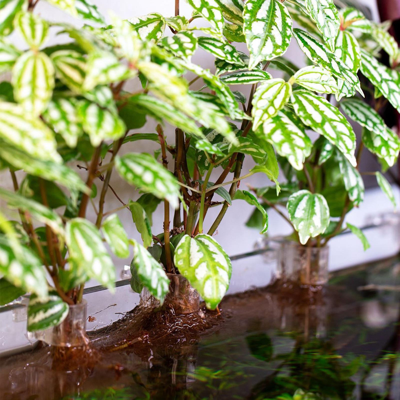 6pcs Aquarium Plant Holders Cl - Aquarium Plant Holder review and price