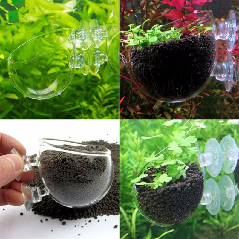 Aquarium Hanging Plant Pot Gla - Planted Aquarium Moss review and price