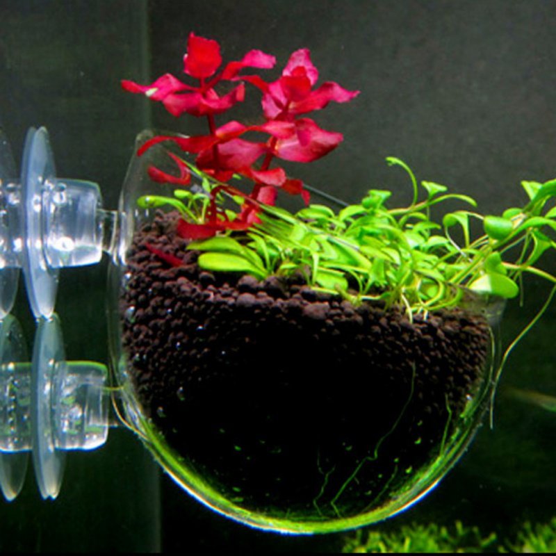Aquarium Hanging Plant Pot Gla - Planted Aquarium Moss review and price